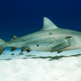 Learn more about Bull Sharks