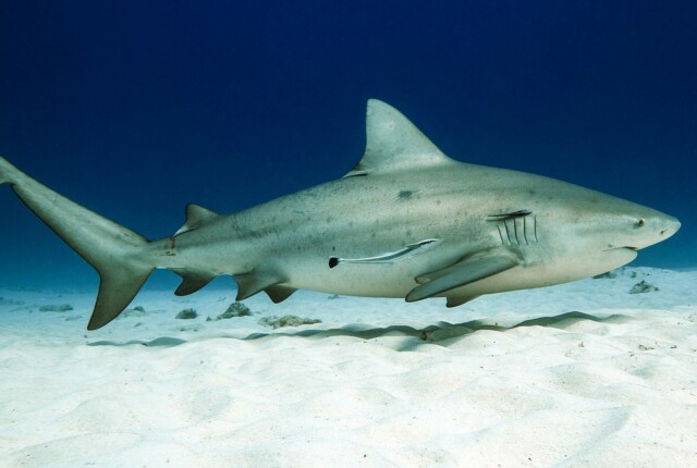Learn more about Bull Sharks