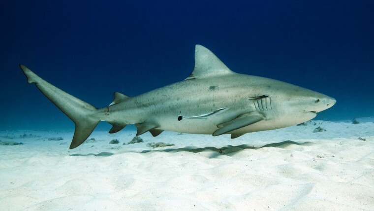 Learn more about Bull Sharks