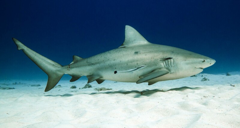 Learn more about Bull Sharks