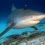 Dive Guide Al: What it’s REALLY like to dive with bull sharks