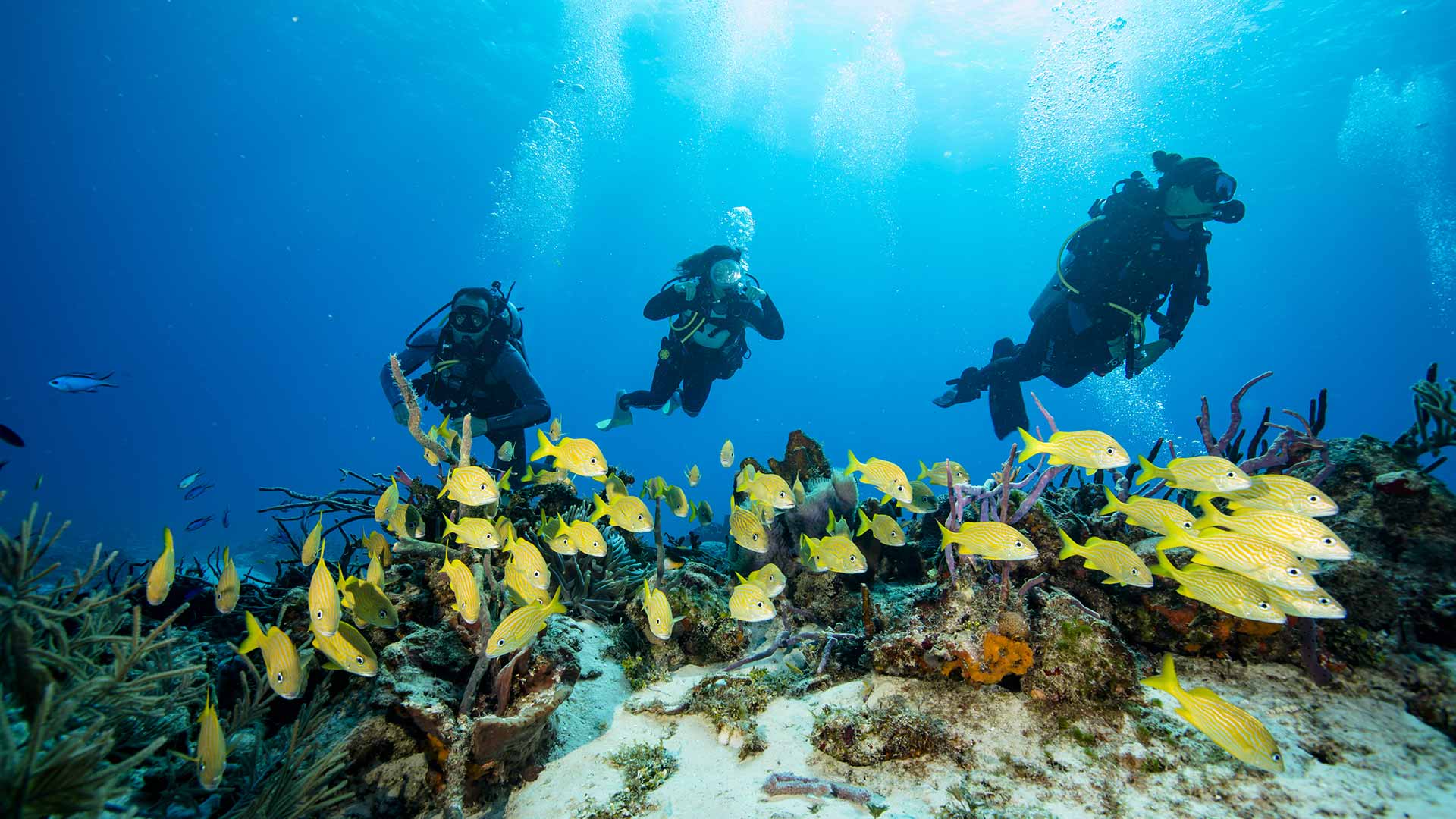 Buceo local en Playa Del Carmen