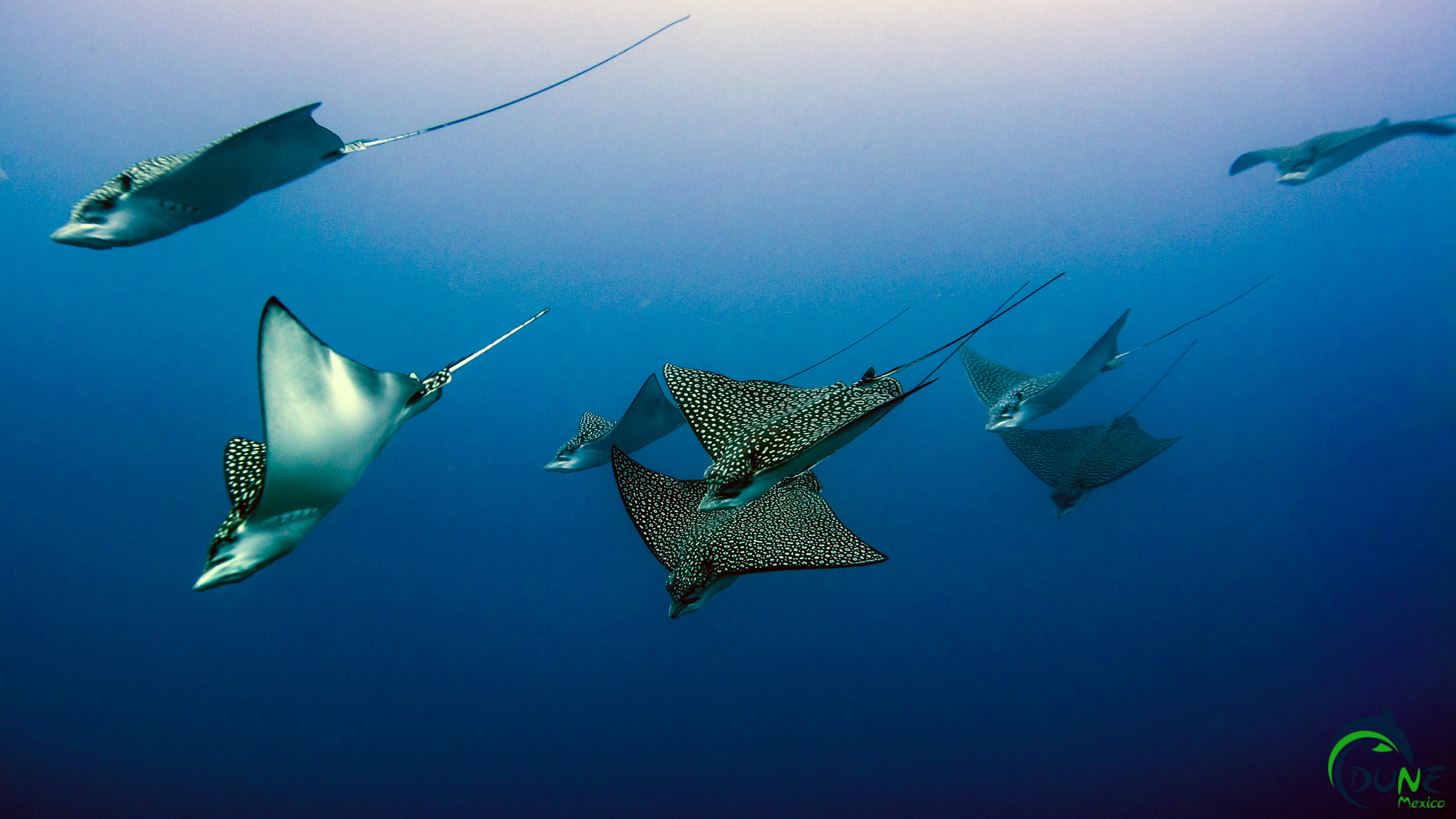 Wreck Diving in Puerto Morelos and Eagles Rays