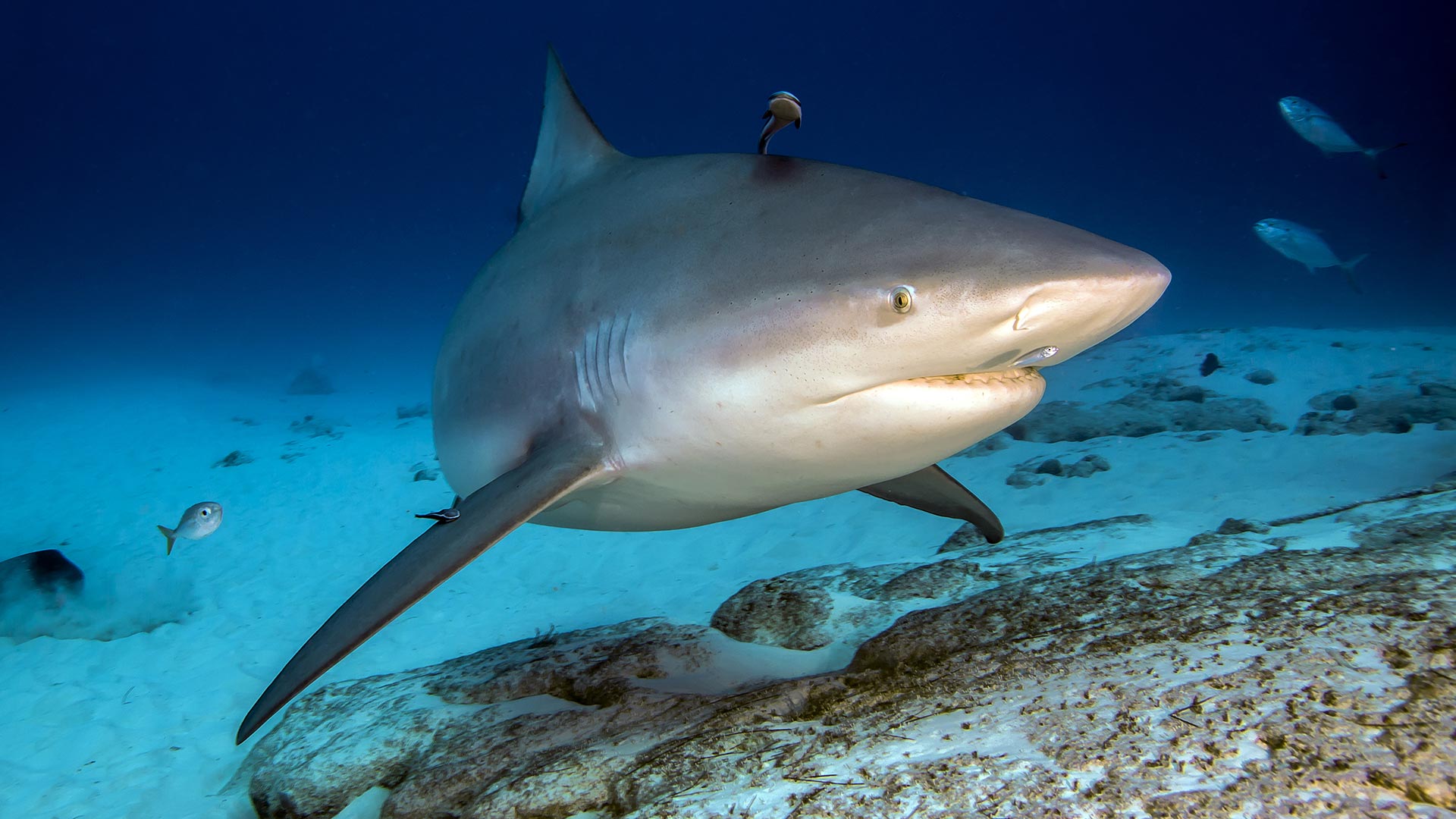 Buceo con tiburones toro