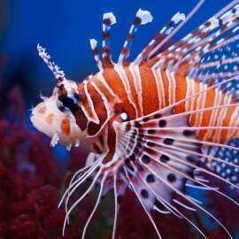 Lion Fish