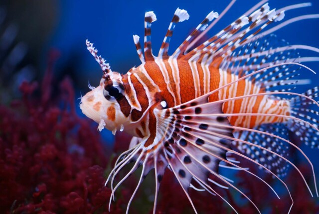 Lion Fish