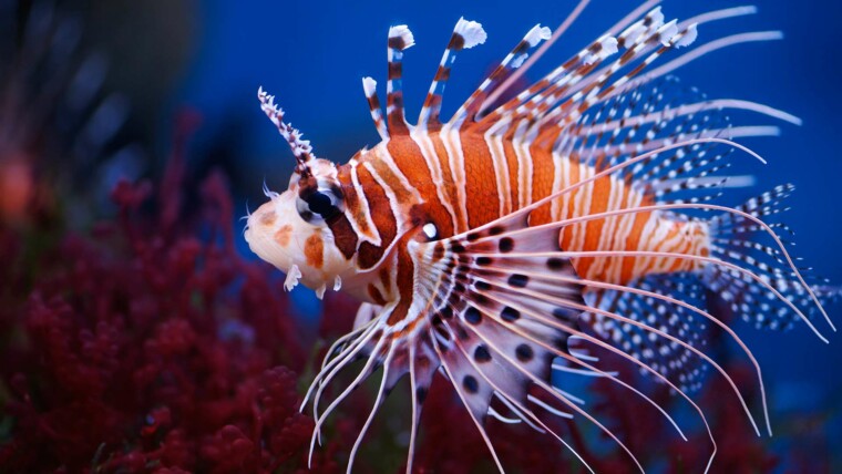 Lion Fish