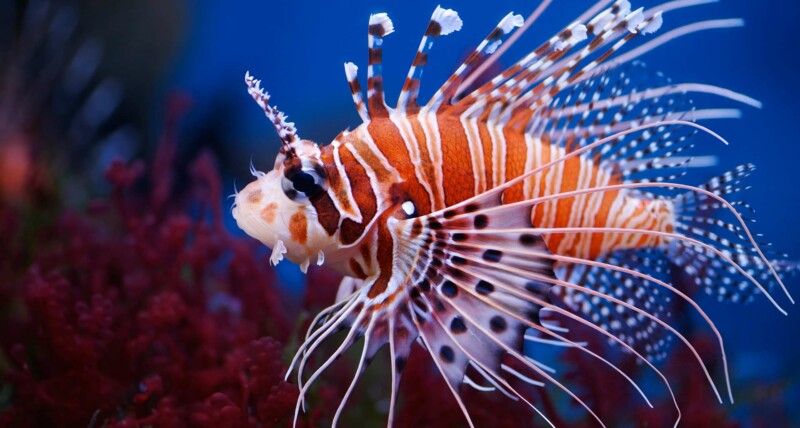 Lion Fish