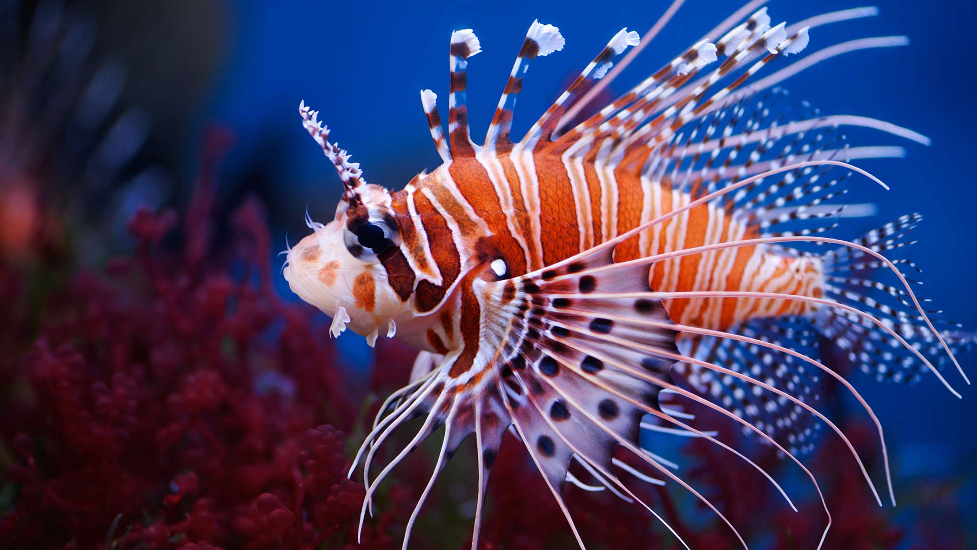 Lion Fish