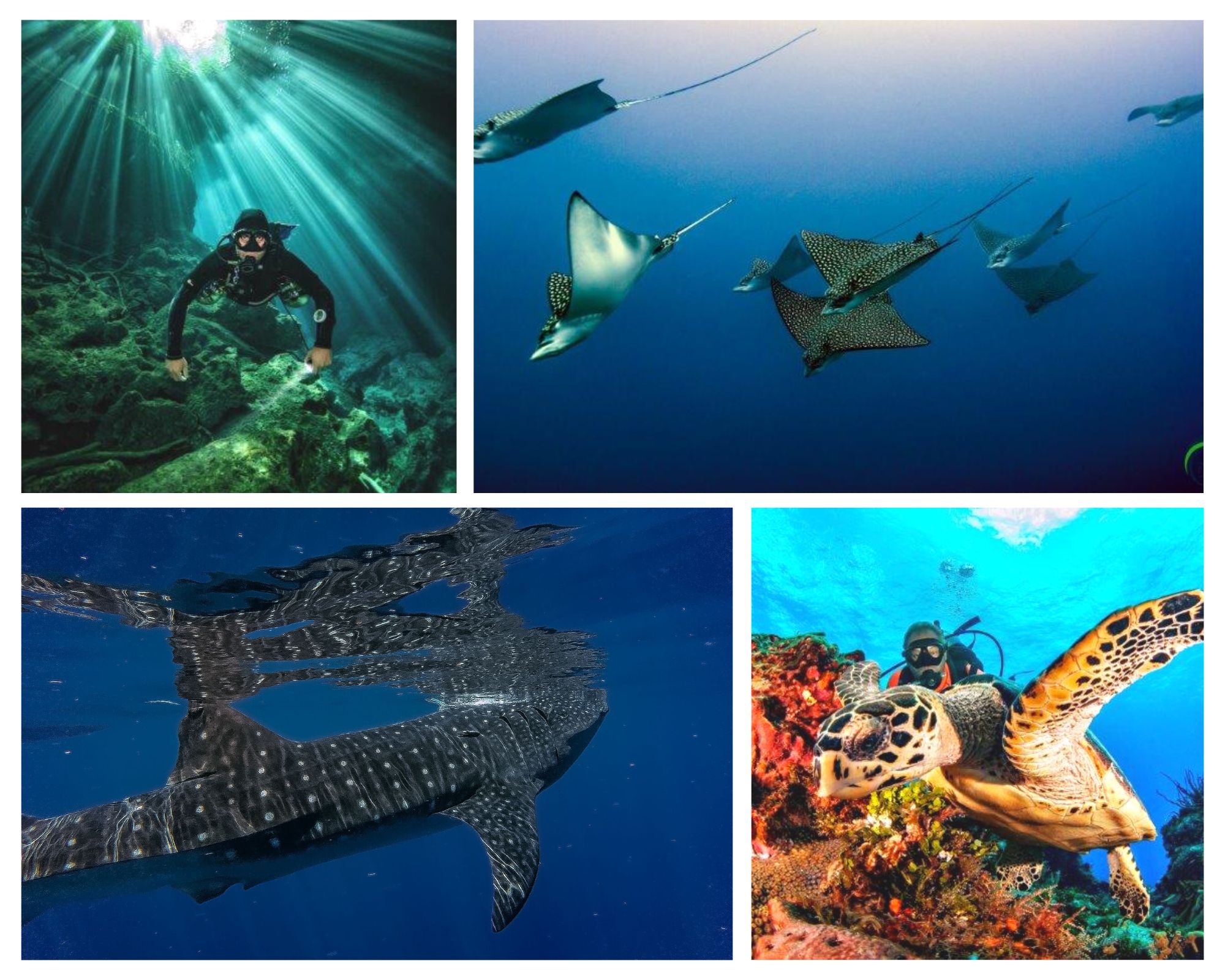 Tiburones Ballena Safari : 5 Días