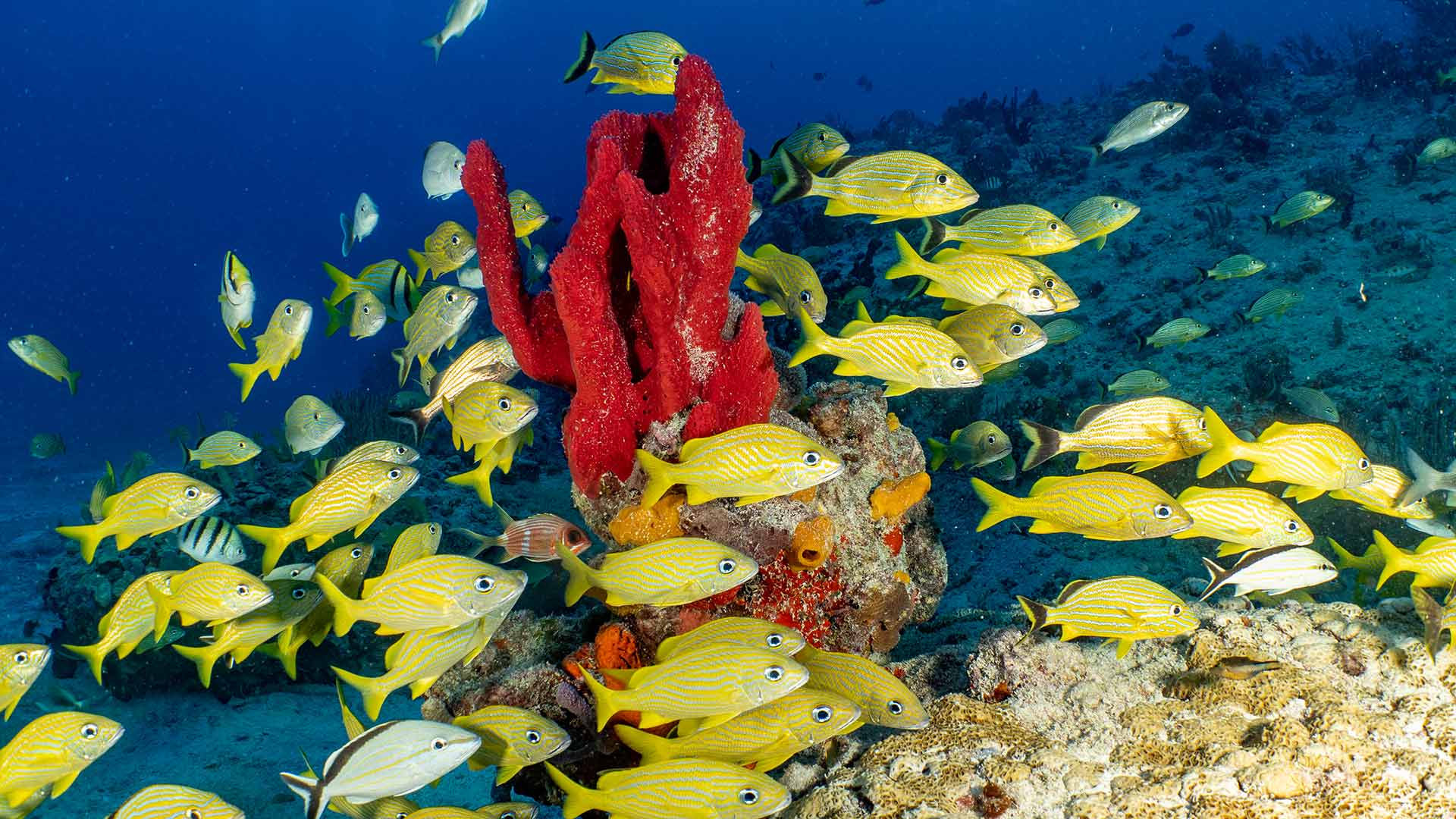 Snorkeling in Cozumel Reef