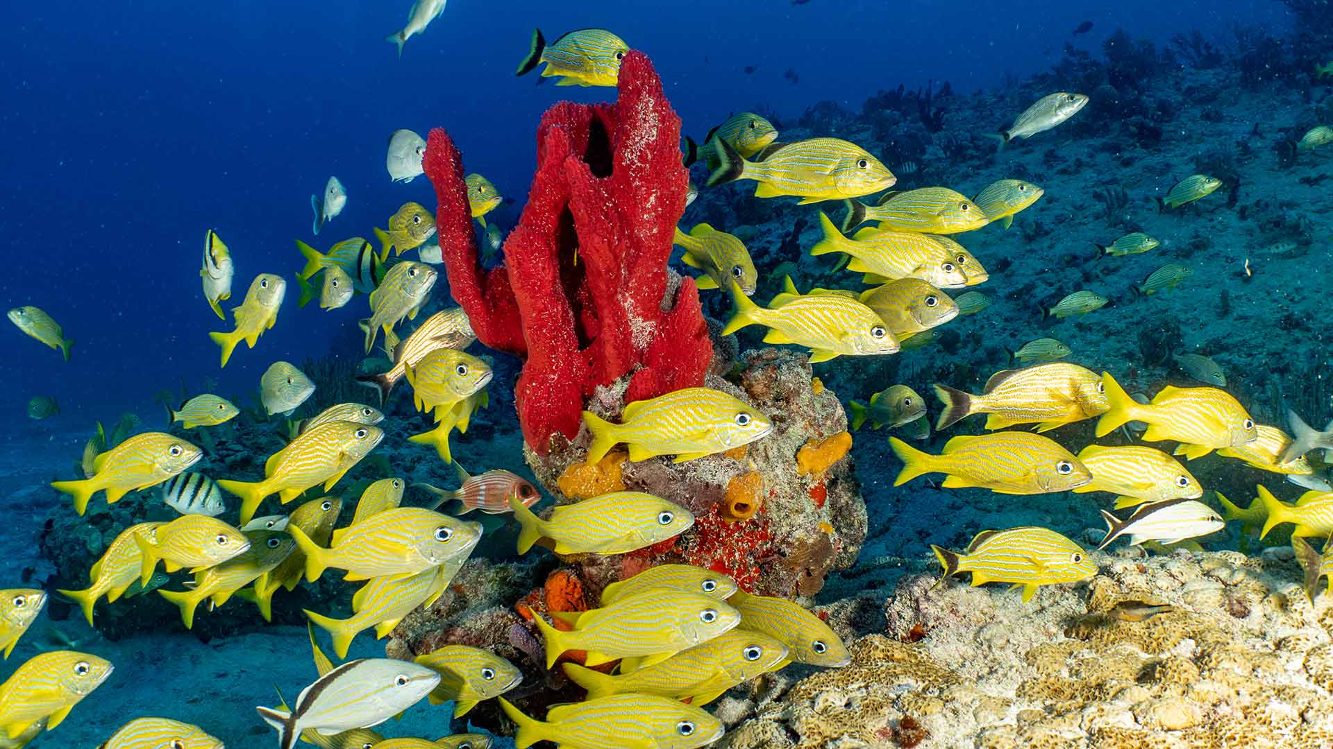 Ésnorquel en Cozumel