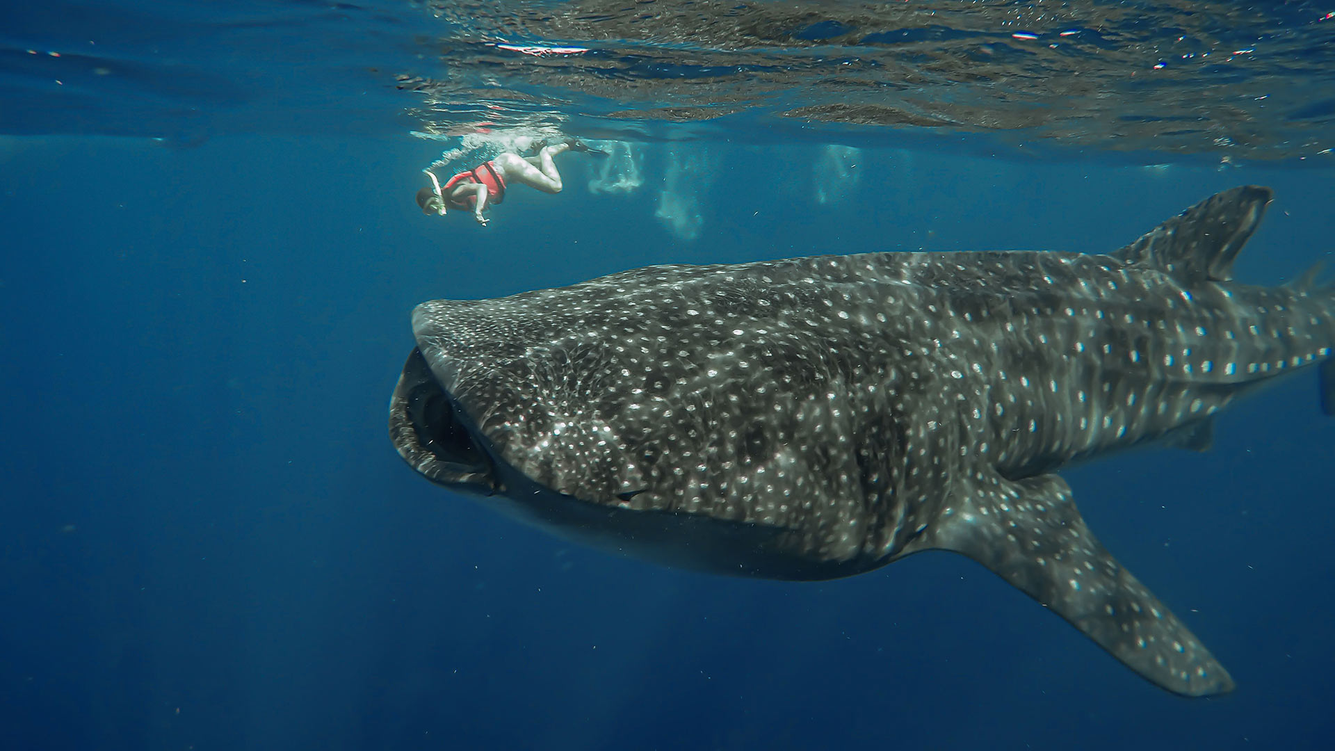 Whale Shark Snorkeling Isla Mujeres