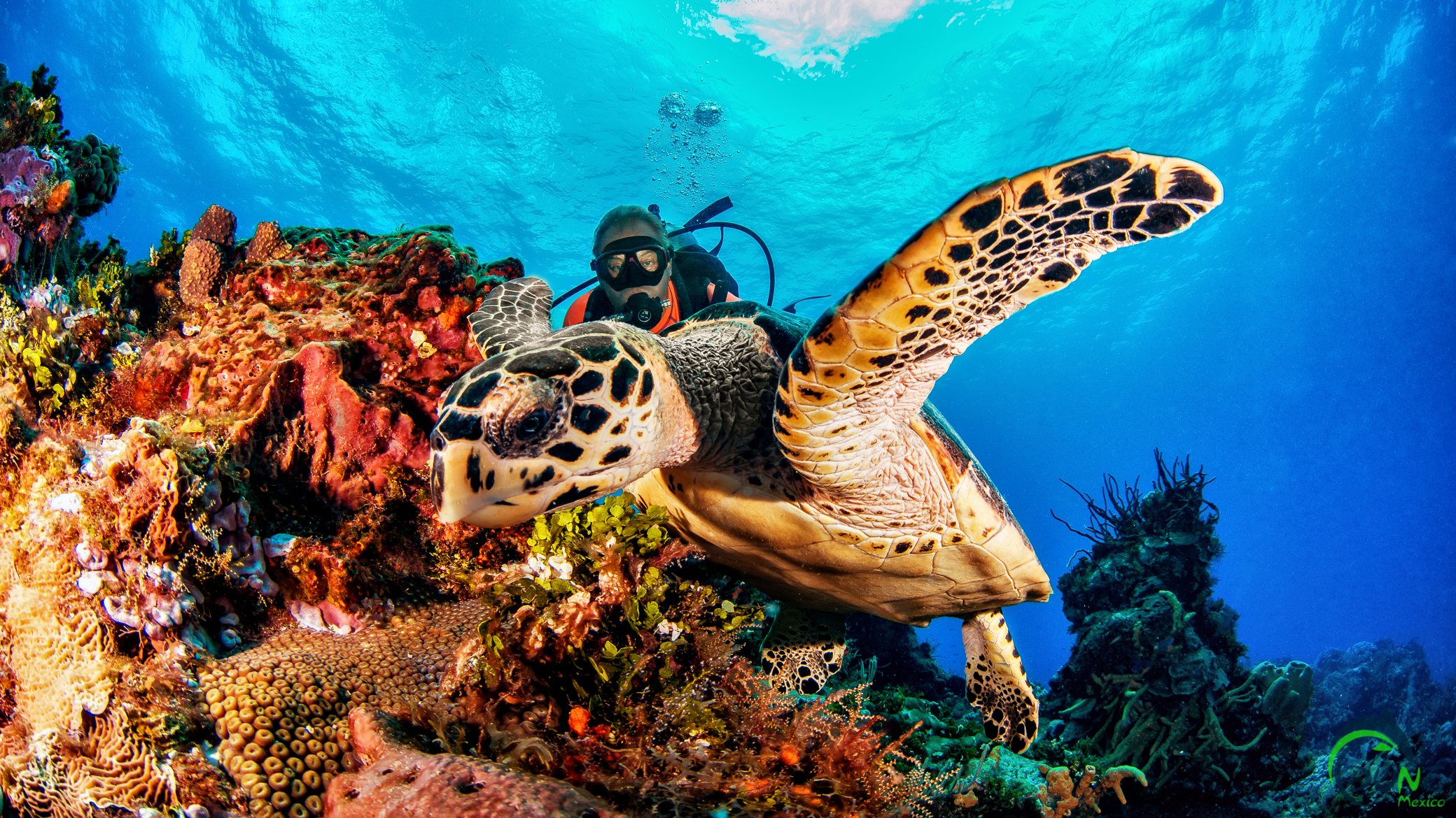 Diving Cozumel by Speed Boat