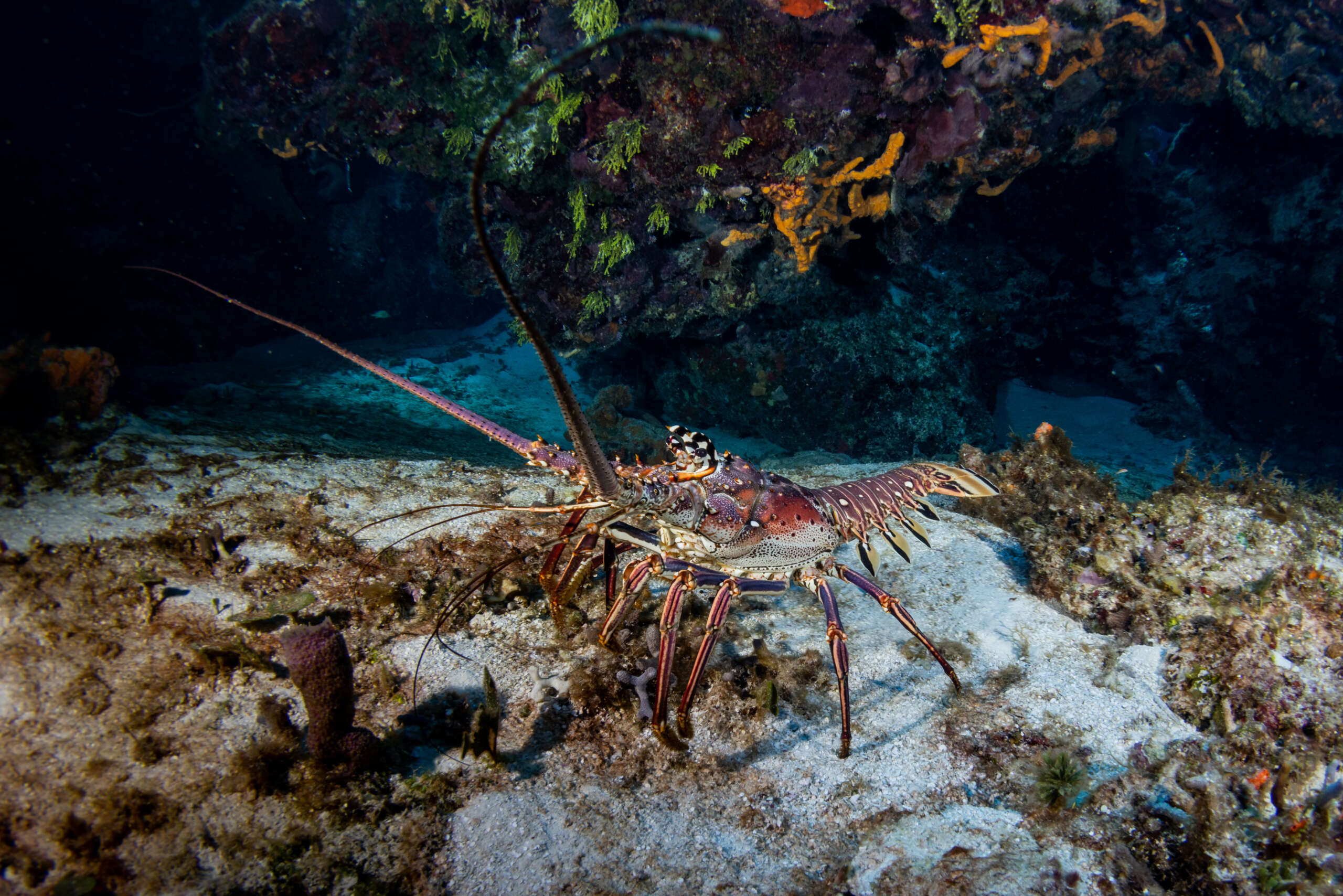 5 Days in Cozumel South Marine Park