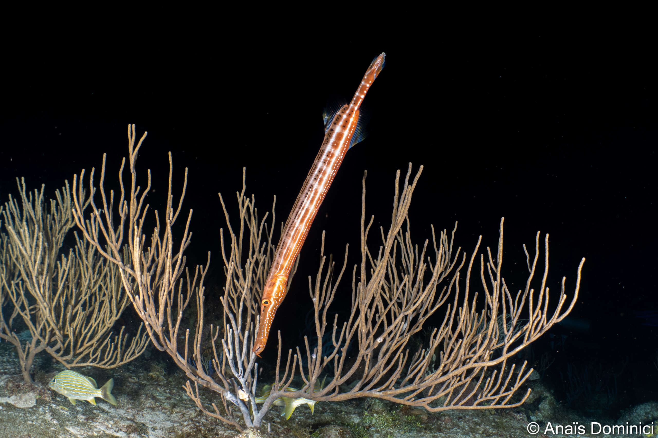 Night dive Cozumel