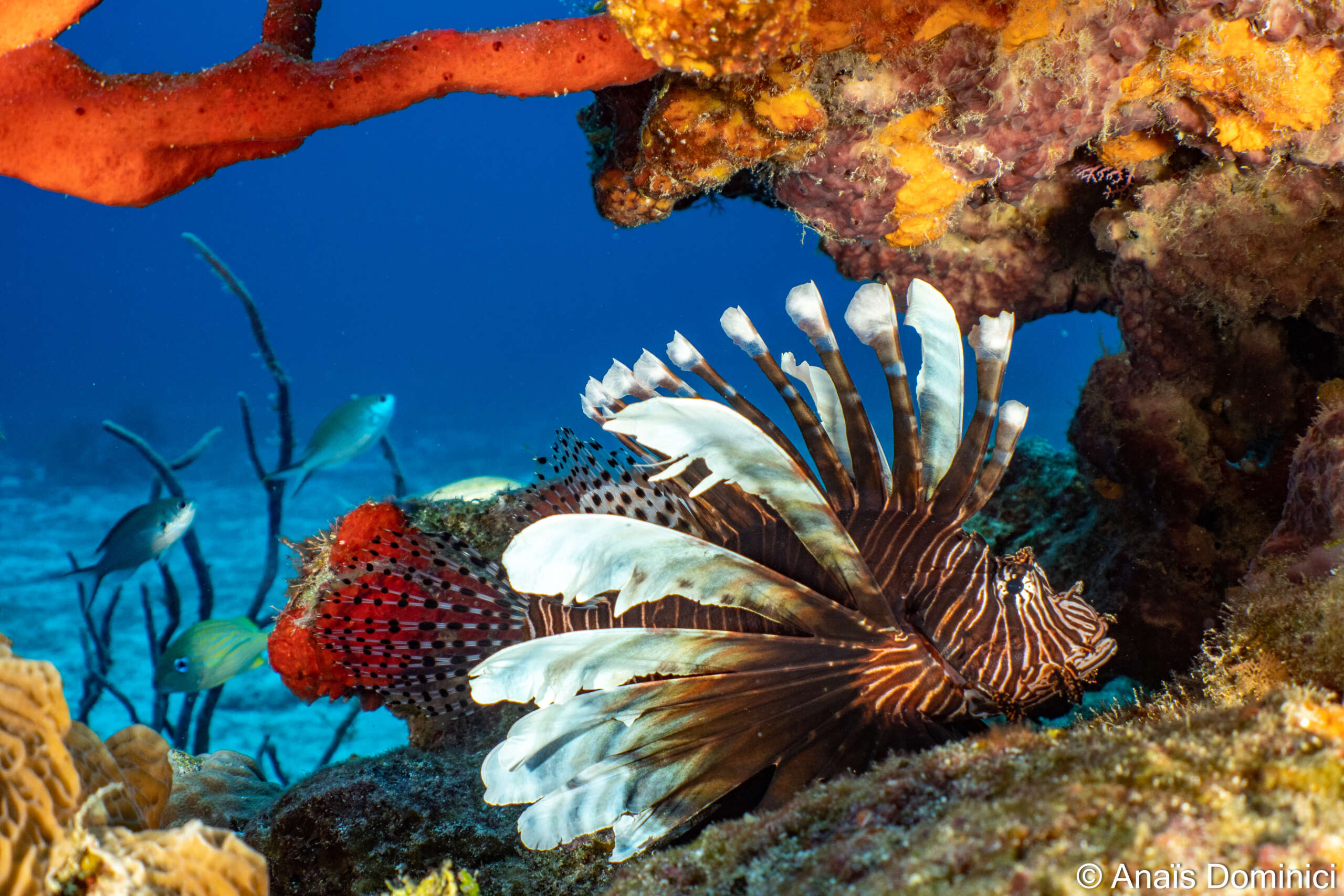 3 jours à Cozumel dans le parc marin Sud